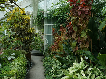 Dried botanicals and stems